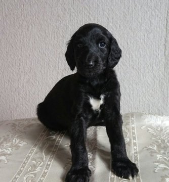 アフガンハウンド【山形県・男の子・2015年8月18日・ブリンドル】の写真「両親アメリカチャンピオンです。」