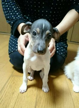 日本テリア【山形県・女の子・2016年9月16日・ブラック、ホワイト、タン】の写真「稀少な犬種です!」
