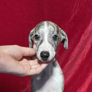 ウィペット【山形県・男の子・2024年7月20日・ブリンドル&ホワイト】の写真「可愛い男の子！」