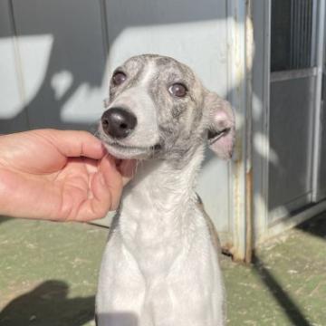 ウィペット【山形県・男の子・2022年8月10日・ホワイト&ブリンドル】の写真「ハイクオリティな男の子！」