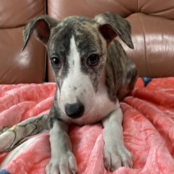 ウィペット【山形県・男の子・2022年8月10日・ホワイト&ブリンドル】の写真「活発な男の子です。」