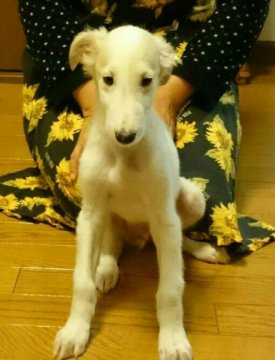 ボルゾイ【山形県・男の子・2015年8月31日・ホワイト&クリーム】の写真「クオリティの高いボルゾイです！」