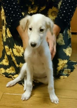ボルゾイ【山形県・女の子・2015年8月31日・ホワイト&レモン】の写真「優秀血統なキュートな女の子です！」