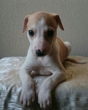 ウィペット【山形県・男の子・2016年2月9日・フォーン&ホワイト】の写真「血統優秀で美しい男の子です。」