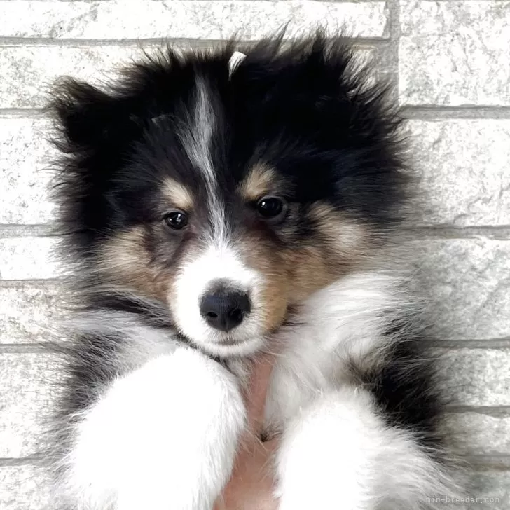 ID:2504-03592の子犬
