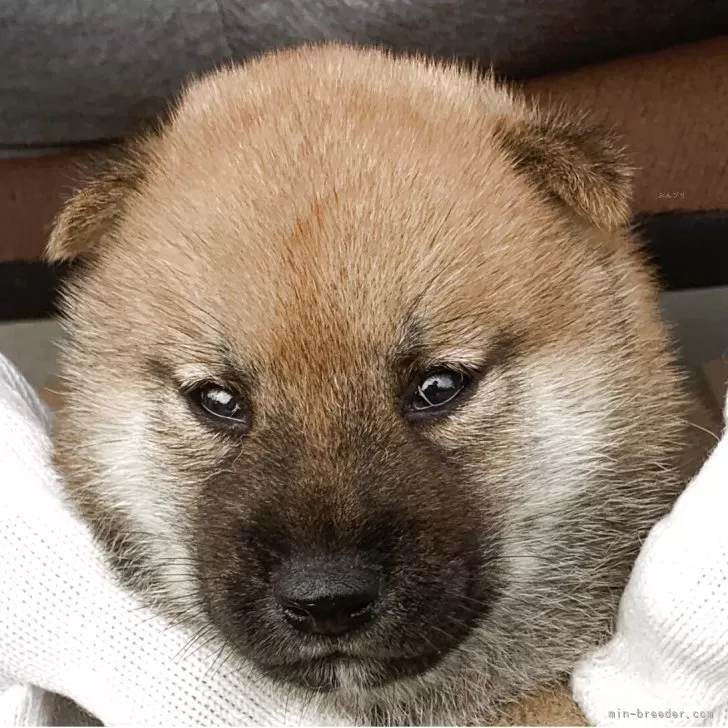 たいと 様のお迎えした子犬