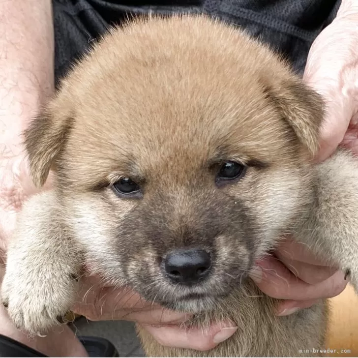 K.H 様のお迎えした子犬