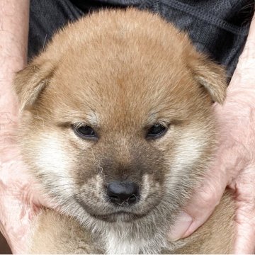 柴犬(豆柴)【長崎県・男の子・2025年7月10日・赤】の写真「８月８日撮影画像☆赤柴」