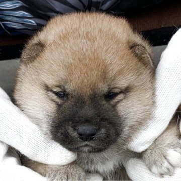 柴犬(豆柴)【長崎県・女の子・2025年4月27日・赤】の写真「５月２９日撮影画像☆赤柴」