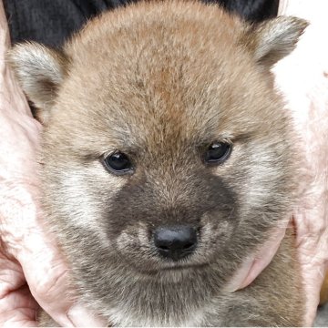 柴犬(豆柴)【長崎県・女の子・2025年7月10日・赤】の写真「８月８日撮影画像☆赤柴」