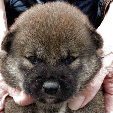 柴犬(標準サイズ)【長崎県・女の子・2025年8月7日・赤】の写真「小柴⭐︎８月２１日撮影画像☆赤柴☆女の子」