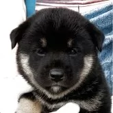 柴犬(標準サイズ)