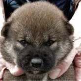 柴犬(標準サイズ)