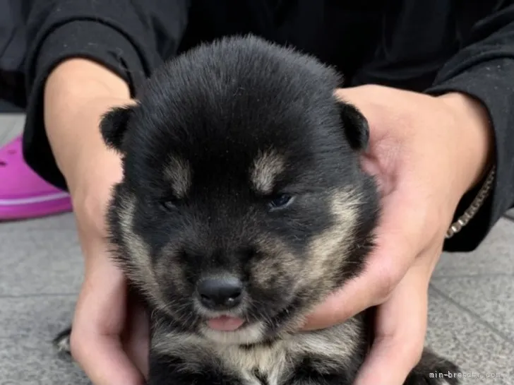 ID:2107-02490の子犬