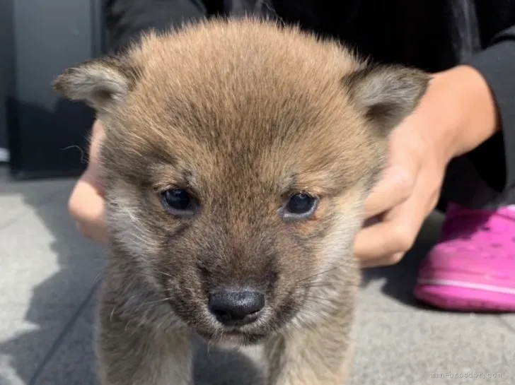 ID:2110-03079の子犬