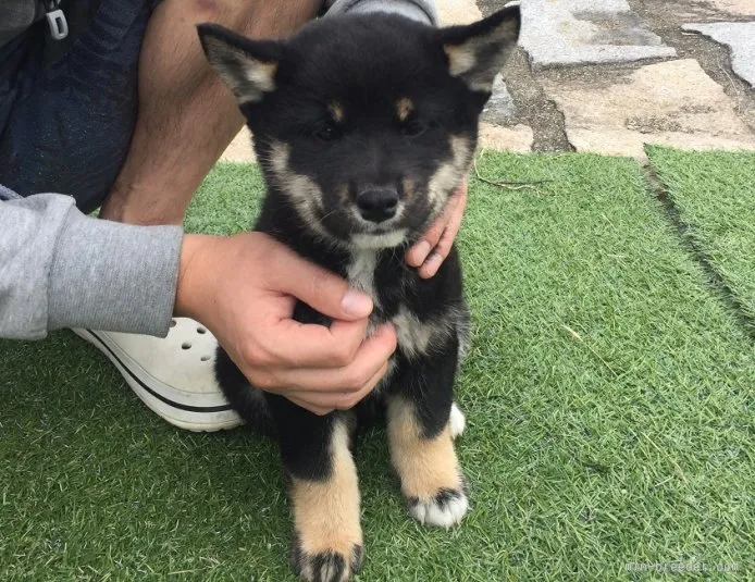 ID：1510-00527の子犬