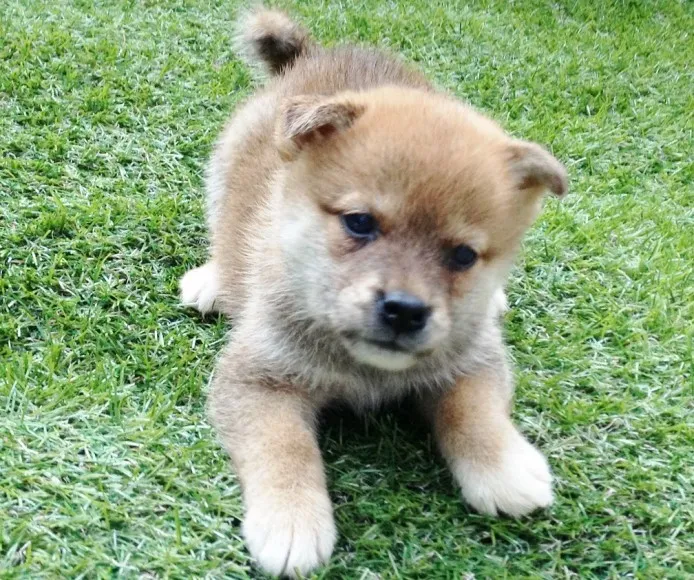 ID：1308-01237の子犬