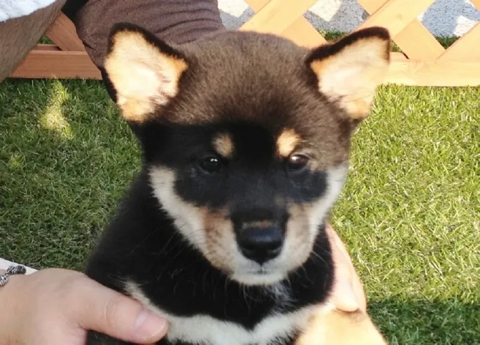 ID:1307-00179の子犬