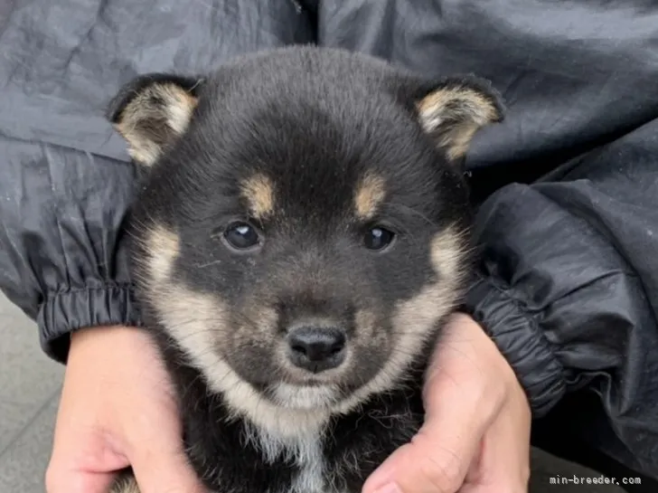 ID：2201-04234の子犬