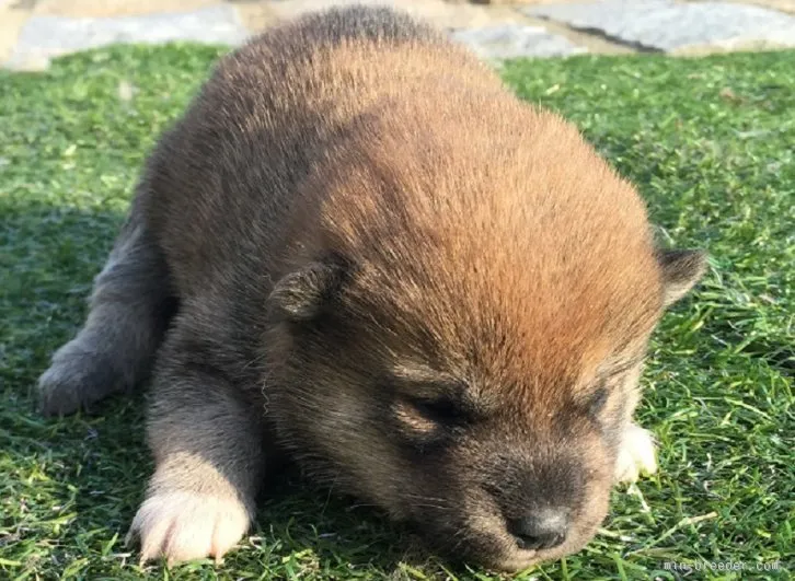 ID:1602-00115の子犬