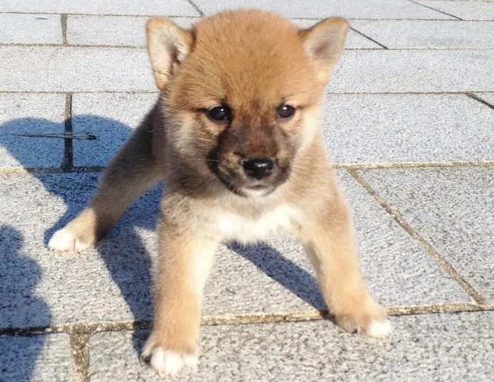 ID：1309-00158の子犬