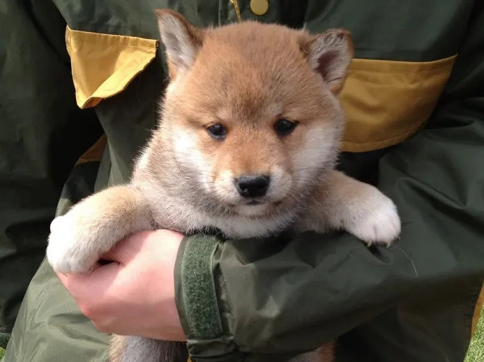 ID：1303-00690の子犬