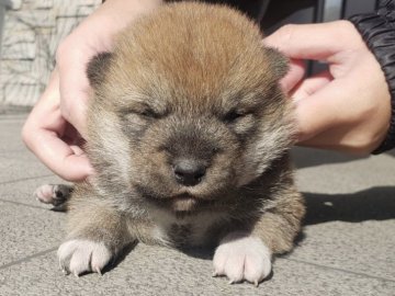 柴犬(豆柴)【長崎県・男の子・2021年12月25日・赤】の写真「１月１２日撮影画像☆赤柴☆男の子」
