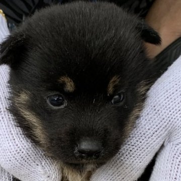 柴犬(豆柴)【長崎県・女の子・2024年9月3日・黒】の写真「１０月１日撮影画像☆黒柴☆女の子」