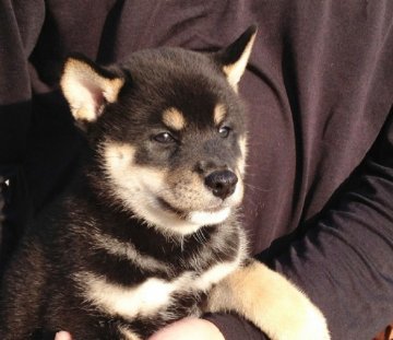 柴犬(標準サイズ)【長崎県・女の子・2013年6月30日・黒】の写真「☆８月１６日撮影画像☆人気の黒柴☆」
