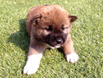 柴犬(標準サイズ)【長崎県・男の子・2014年3月3日・赤】の写真「４月１１日撮影画像☆赤柴☆男の子」