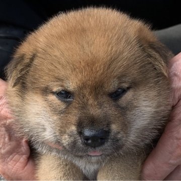 柴犬(豆柴)【長崎県・女の子・2024年6月24日・赤】の写真「７月１９日撮影画像☆赤柴☆女の子」