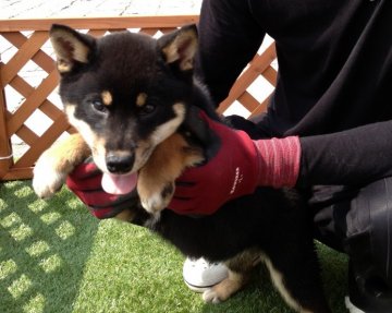 柴犬(標準サイズ)【長崎県・女の子・2012年11月17日・黒】の写真「」