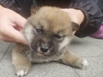 柴犬(標準サイズ)【長崎県・男の子・2021年11月15日・赤】の写真「１２月１５日撮影画像☆赤柴☆男の子」
