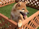 柴犬(標準サイズ)【長崎県・女の子・2013年2月20日・赤】の写真2