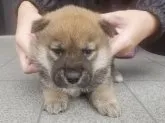 柴犬(標準サイズ)【長崎県・男の子・2021年11月15日・赤】の写真3