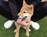 柴犬(標準サイズ)【長崎県・女の子・2013年2月20日・赤】の写真4