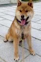 柴犬(標準サイズ)【長崎県・男の子・2012年7月30日・赤】の写真5