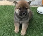 柴犬(標準サイズ)【長崎県・女の子・2016年3月20日・赤】の写真5