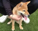 柴犬(標準サイズ)【長崎県・女の子・2013年2月20日・赤】の写真5