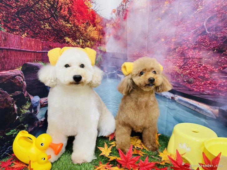 兼平　愛(かねひら　あい)ブリーダー(青森県・柴犬など・日本犬保存会登録)の紹介写真3