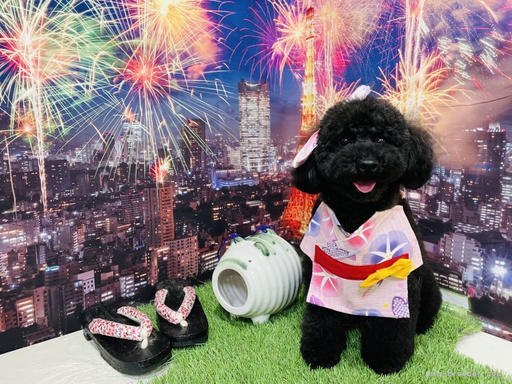 兼平　愛(かねひら　あい)ブリーダー(青森県・柴犬など・日本犬保存会登録)の紹介写真5