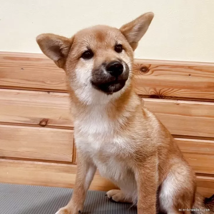 ID:2503-07244の子犬