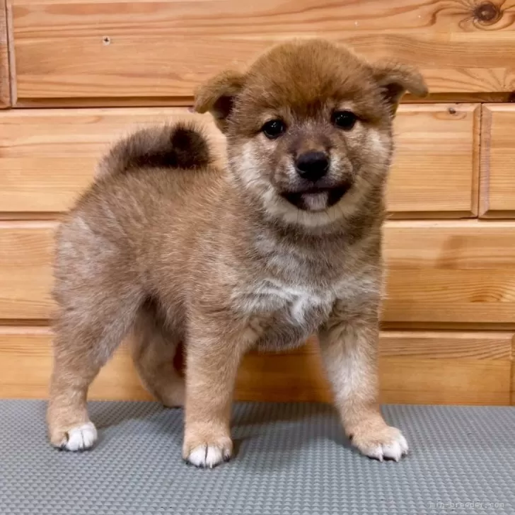 柴犬くぅ 様のお迎えした子犬