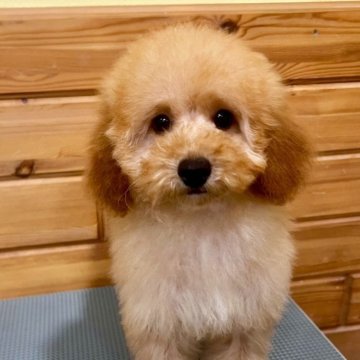 トイプードル(トイ)【青森県・女の子・2025年7月22日・パールフォーン】の写真「レッドが強めのとっても綺麗な被毛の女の子」