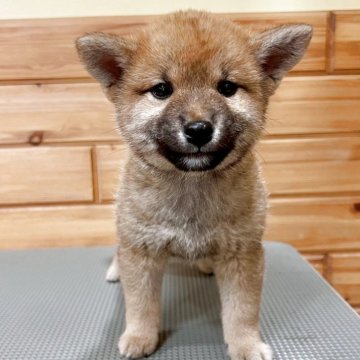 柴犬(豆柴)【青森県・男の子・2025年3月4日・赤】の写真「小ぶりで可愛らしい次男君」