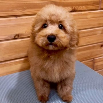 トイプードル(トイ)【青森県・男の子・2025年7月22日・レッド】の写真「キラキラお目目の男の子♡」