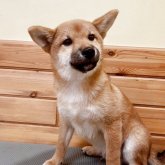 柴犬(豆柴)