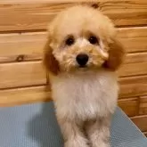 トイプードル(トイ)