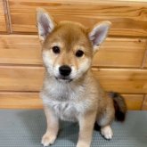 柴犬(標準サイズ)