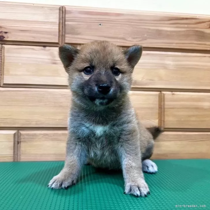 ID：2404-06701の子犬